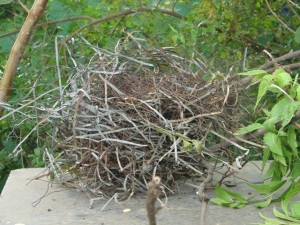 nest2